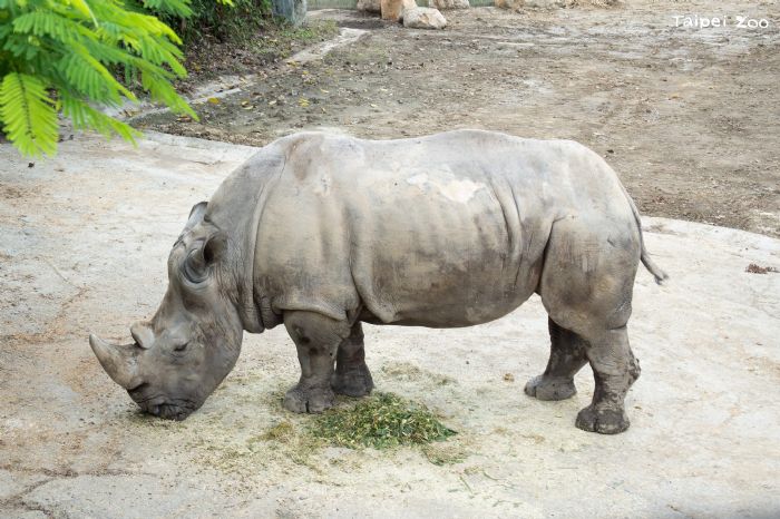 溫柔的巨人告別了——白犀牛「犀慧」安詳離世，陪伴園區38載的珍貴回憶永存